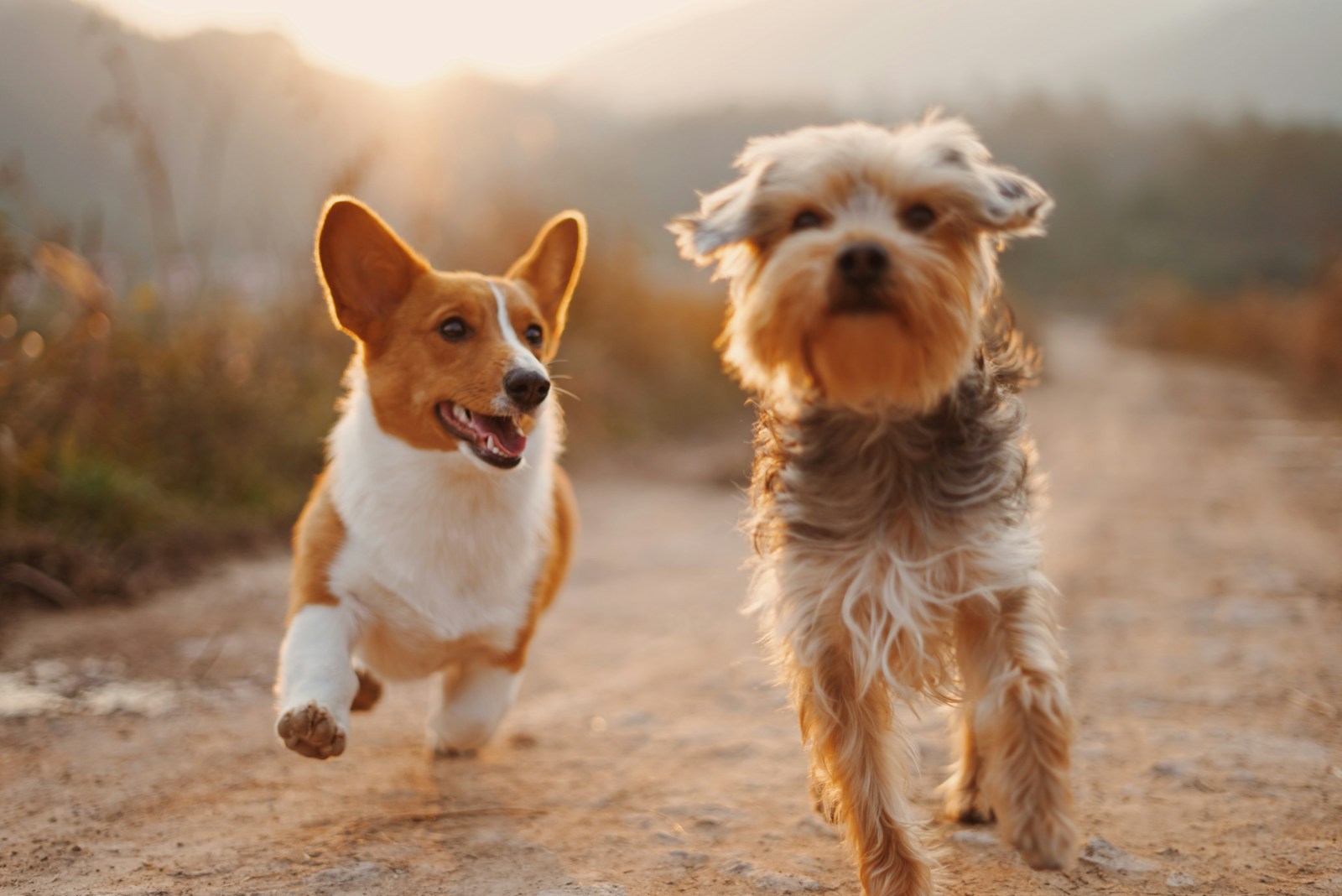 Pet Industry